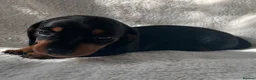Miniature Dachshund dogs for sale: Bubbles and Oreo  - Advert 8
