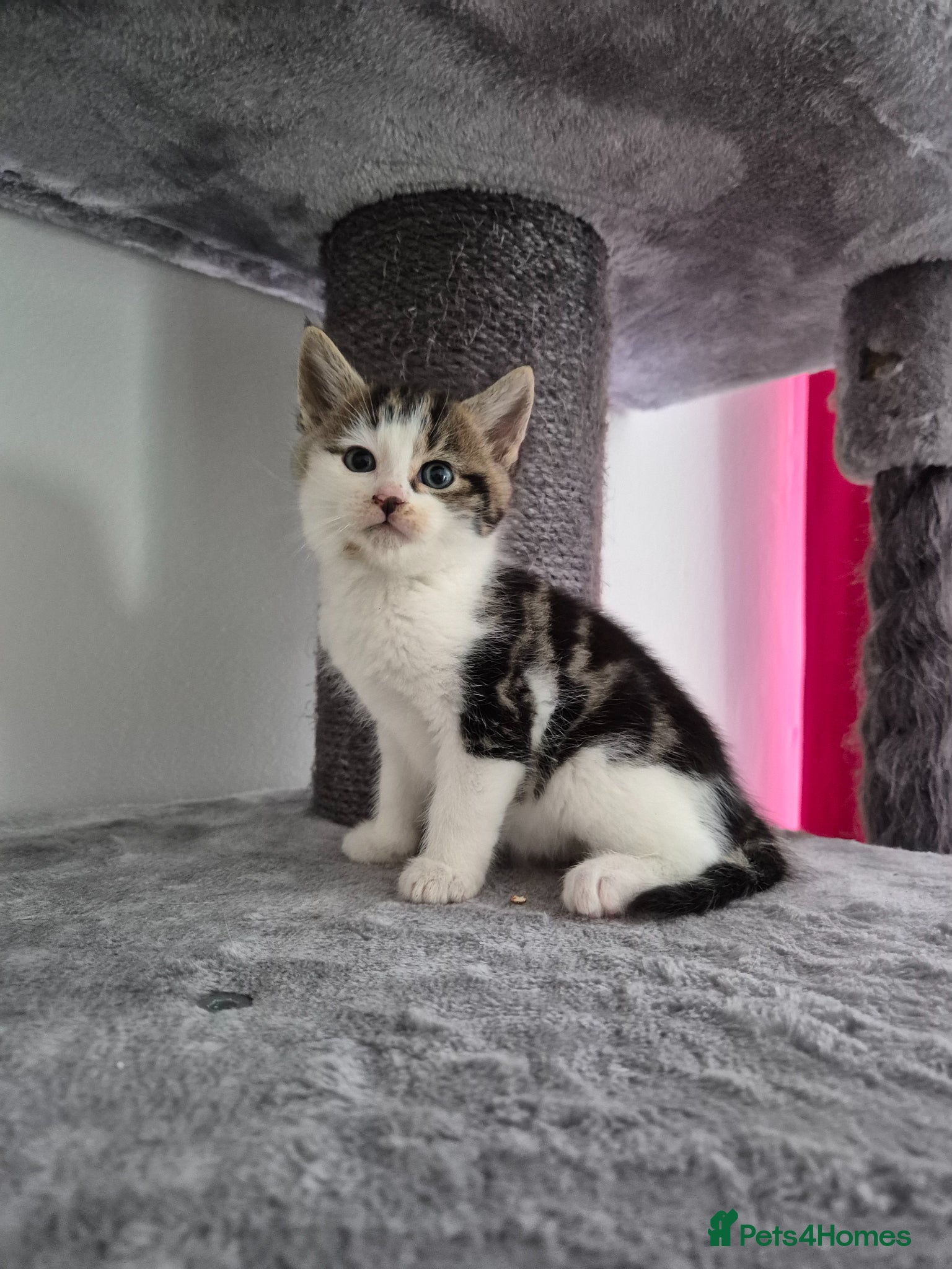 Mixed Breed cats Kittens  - Advert 15