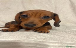 Miniature Dachshund dogs for sale: Ready to leave Miniature dachshunds cearphilly  - Image 38