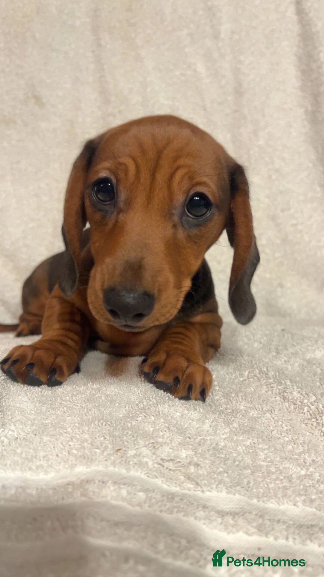 Miniature Dachshund dogs for sale: Ready to leave Miniature dachshunds cearphilly  - Image 38