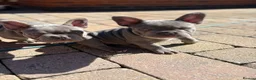 French Bulldog dogs for sale: Beautiful French Bulldog Puppies  - Advert 7