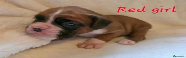 Boxer 4