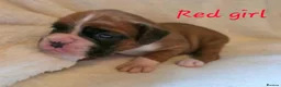 Boxer dogs for sale: Outstanding Boxer Puppies 1 Boy & 3 Girls  in Crawley - Advert 10