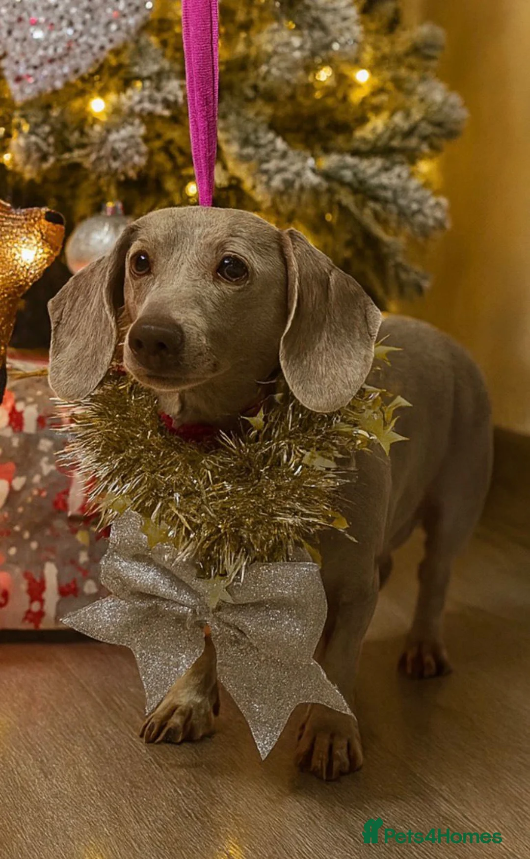 Miniature Dachshund dogs for sale: 2 month female. Dachhund - Advert 2