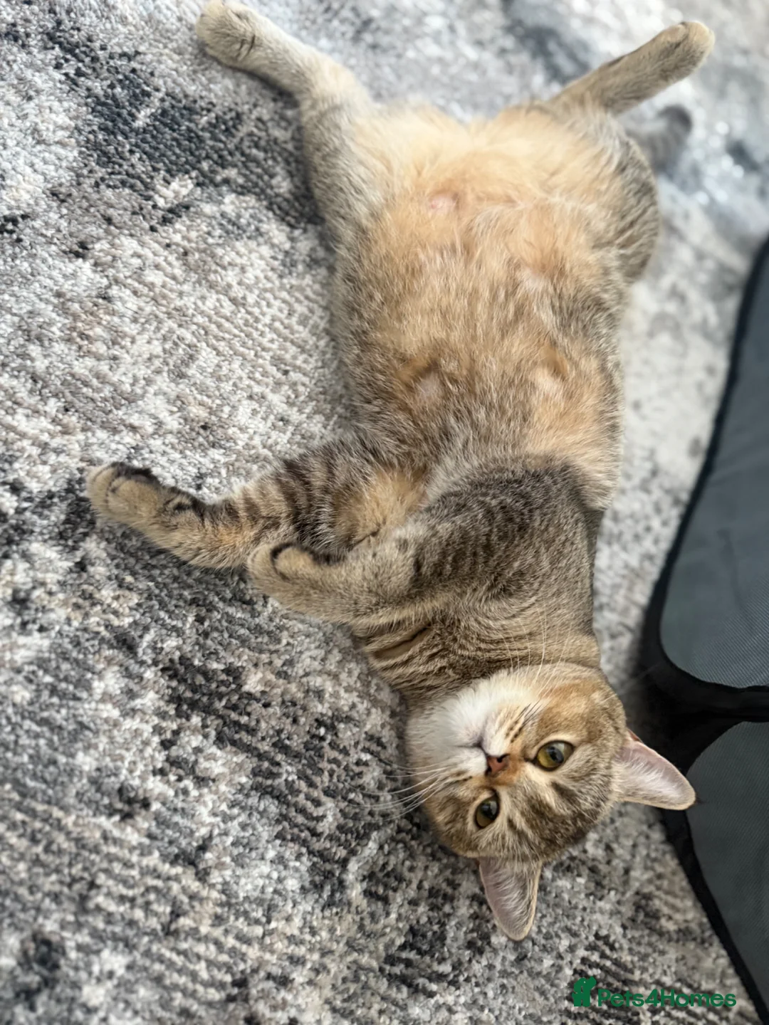 British Shorthair cats for sale: Goldens and blue golden teddy TICA bsh  in London - Advert 2