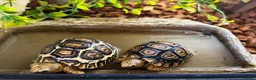 Tortoise reptiles for sale: Leopard Tortoises- babies - Advert 4