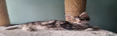 Maine Coon 4