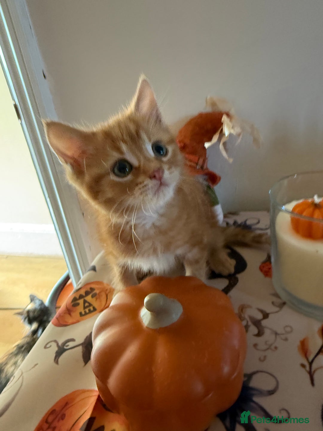 Domestic Shorthair cats for sale: 3 beautiful kittens ready for their new homes  - Image 3