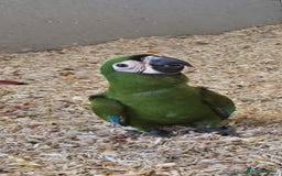 Macaws birds for sale: Chestnut fronted severe macaws - Image 17