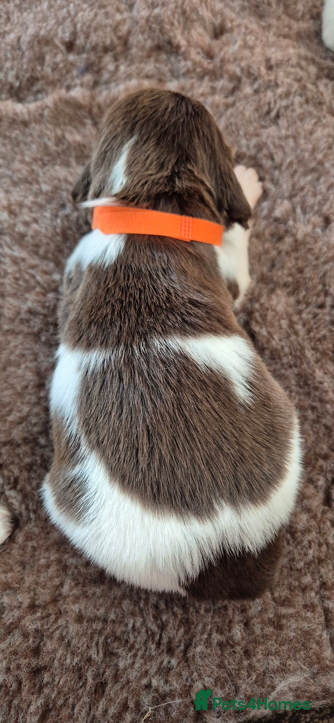 English Springer Spaniel dogs for sale: English Springer Spaniel Puppies  - Image 8