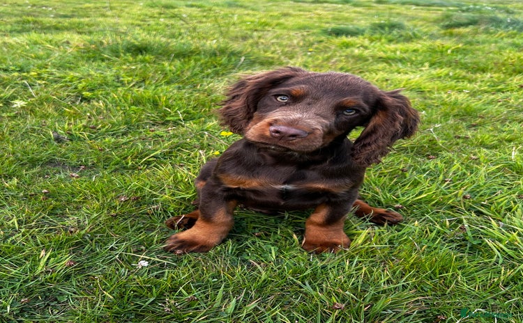 Cocker Spaniel dogs - Advert 8