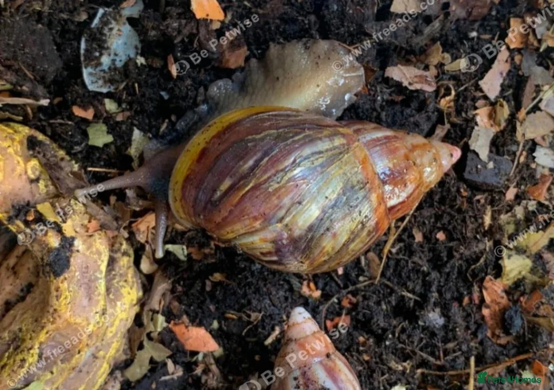 Snails invertebrates for sale: FREE rescue GALS looking for a new home in London - Advert 2