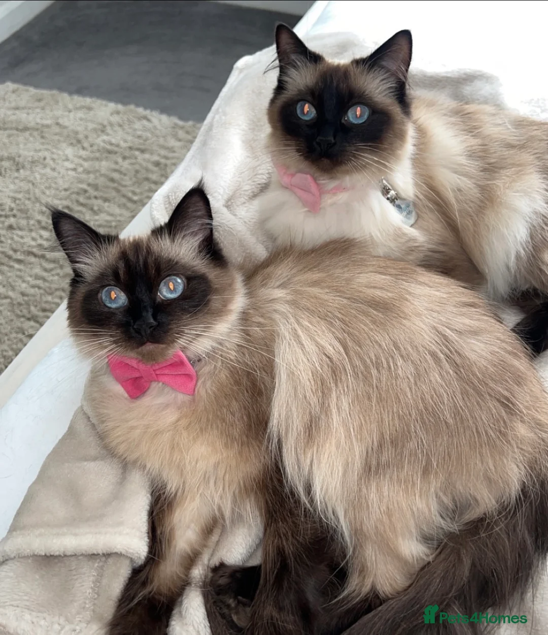 Ragdoll cats for sale: 2 Beautiful female ragdolls  in Wirral - Advert 1