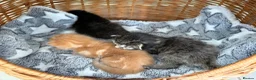 Mixed Breed cats for sale: Beautiful kittens looking for loving homes  - Advert 7