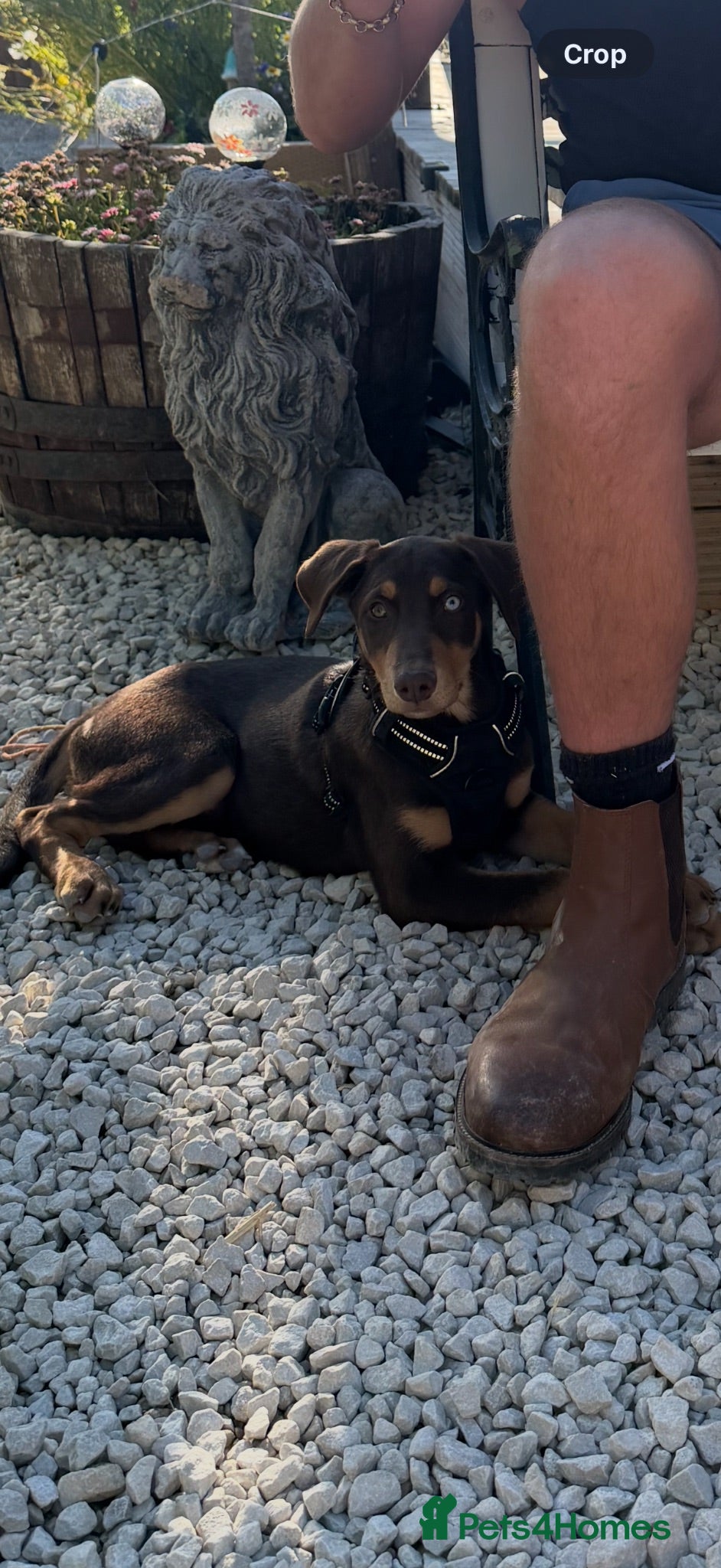 Mixed Breed dogs for sale: Dobermann x husky puppies - Advert 2
