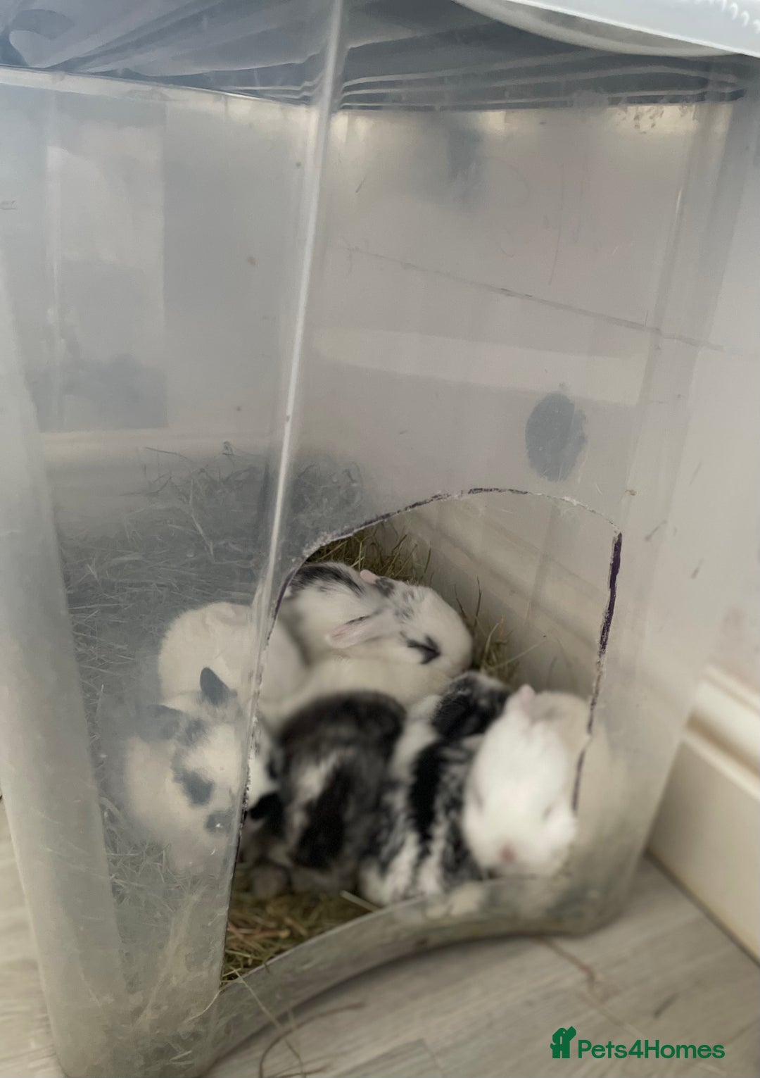 Mini Lop rabbits for sale: Mini lop babies available  - Image 19