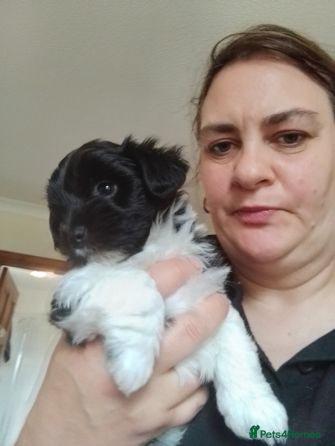 Mixed Breed dogs for sale: Toy Poodle X Biewer Terrier  - Image 3
