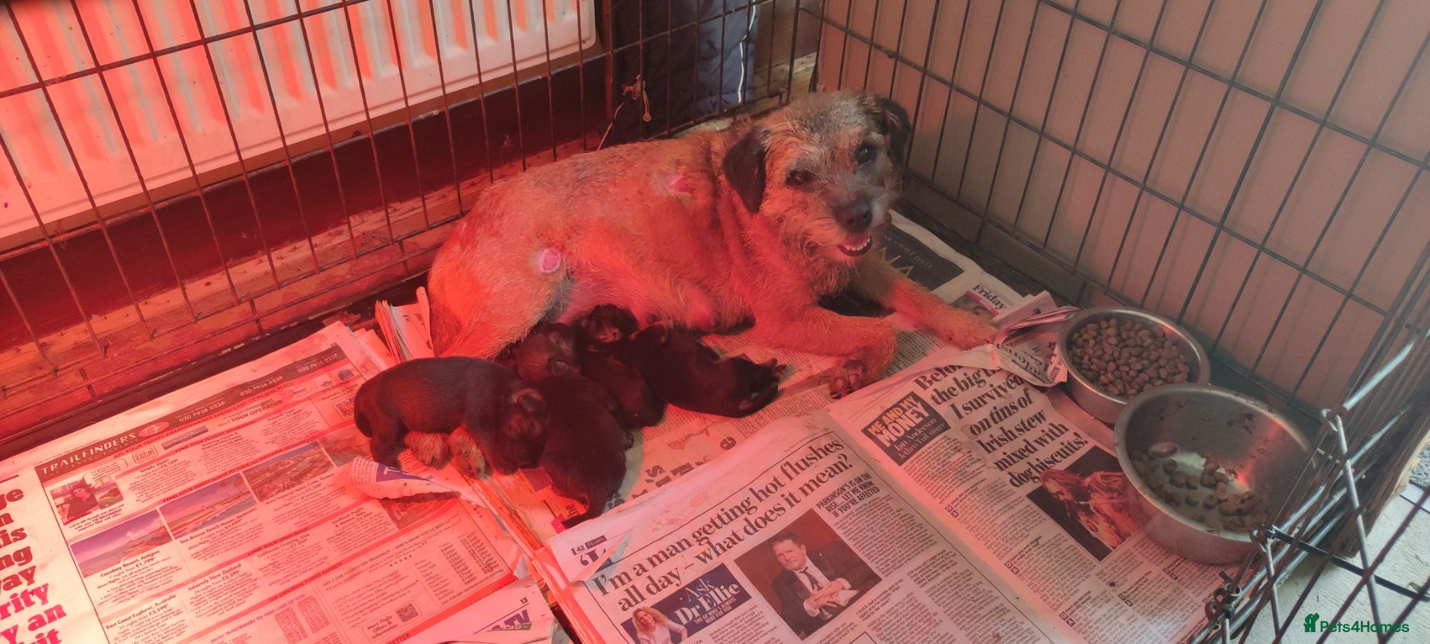 Border Terrier dogs Border terrier pups - Advert 1