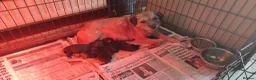 Border Terrier dogs for sale: Border terrier pups - Advert 1