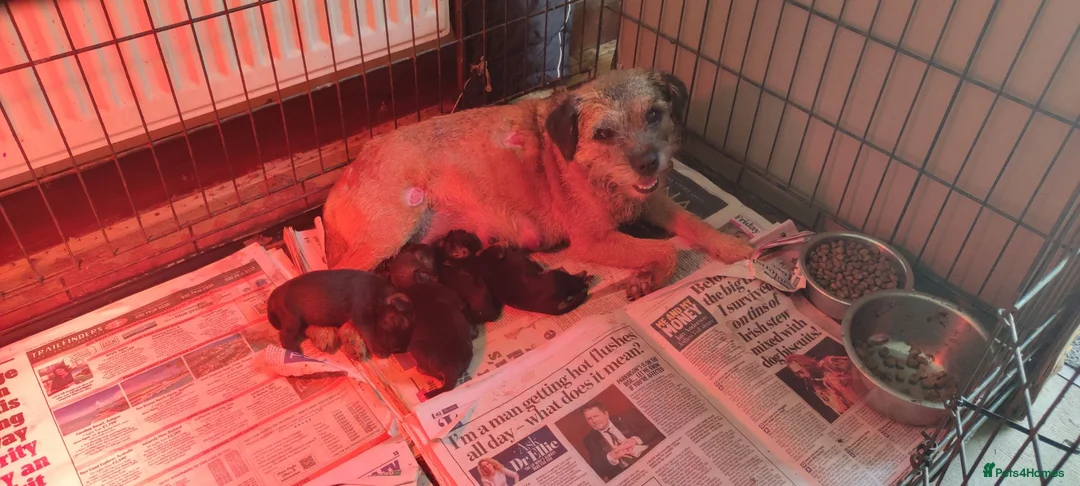Border Terrier dogs for sale: Border terrier pups - Advert 1