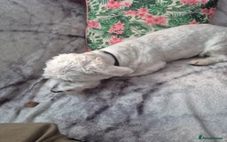 Bichon Frise dogs for sale: Bichon frise  boy - Image 6