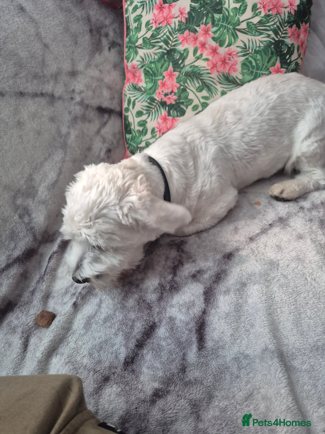 Bichon Frise dogs for sale: Bichon frise  boy - Image 6