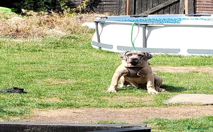 Cane Corso dogs - Advert 1