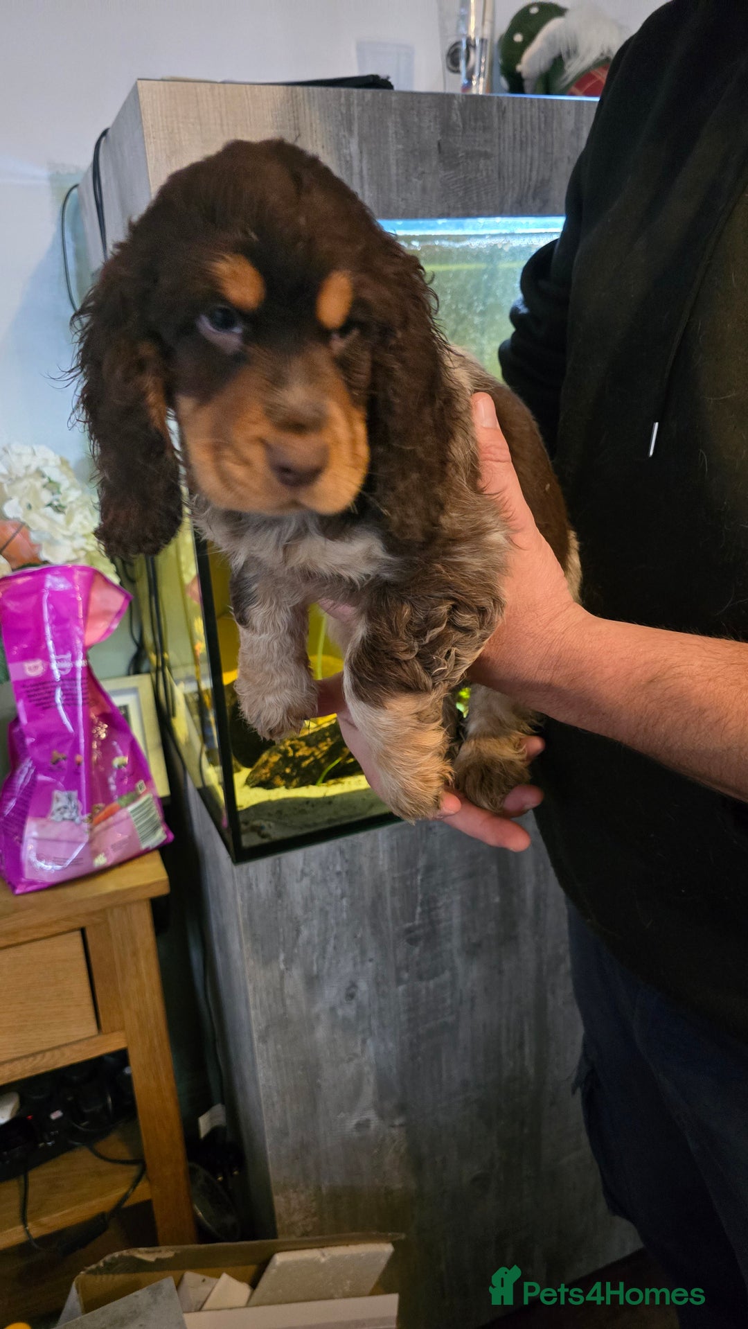 Cocker Spaniel dogs for sale: Chocolate Roan & Tan Cocker Spaniel Puppies - Advert 14
