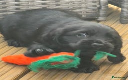 Sprocker dogs for sale: Cocker spaniel pups  - Image 12