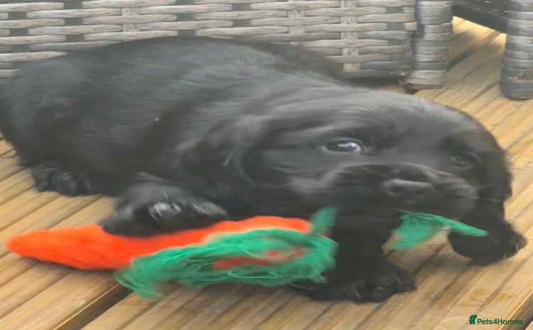 Sprocker dogs - Advert 2