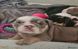 English Bulldog dogs for sale: Kc british bulldog pups💙❤️ - Image 5