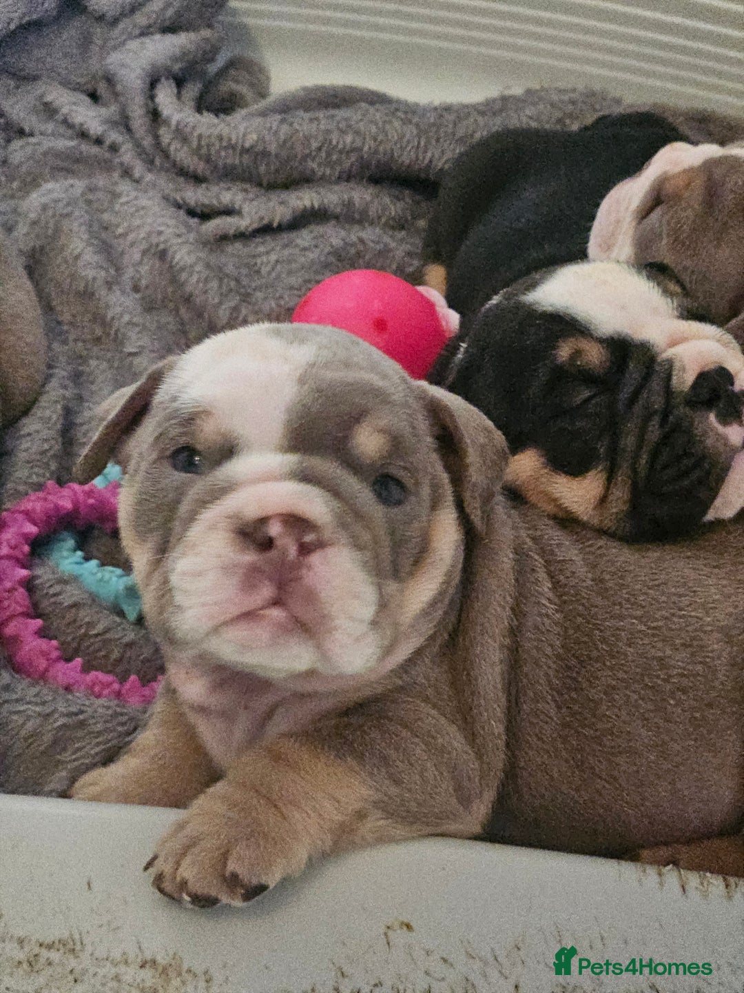 English Bulldog dogs for sale: Kc british bulldog pups💙❤️ - Image 5