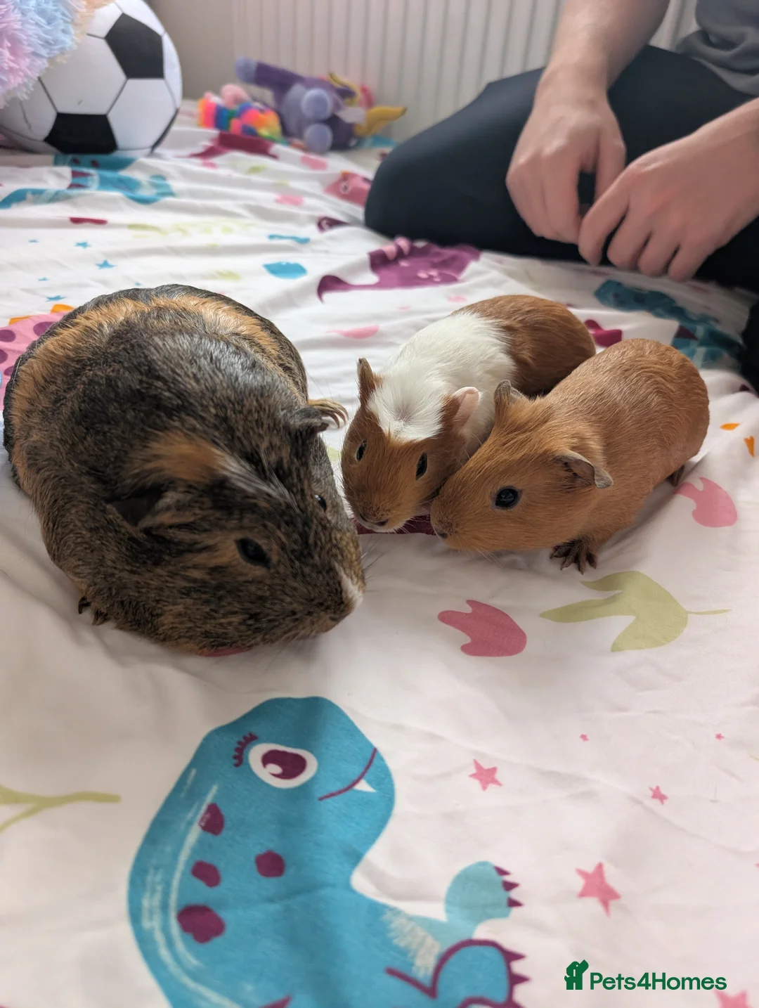 Guinea Pig rodents for sale: 3 female guinea pigs  - Advert 1