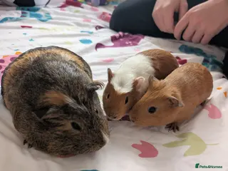 Guinea Pig rodents 3 female guinea pigs - Advert 1