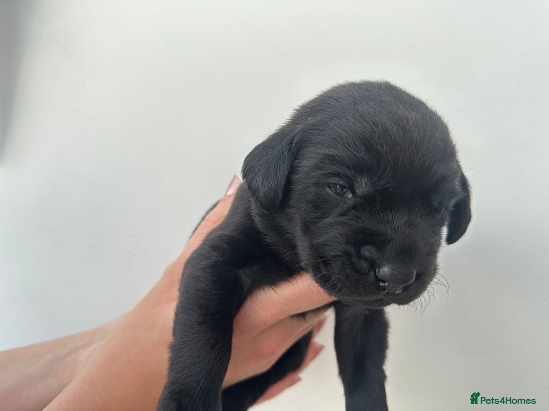 Labrador Retriever dogs for sale: Beautiful kc reg black labradors - Advert 4
