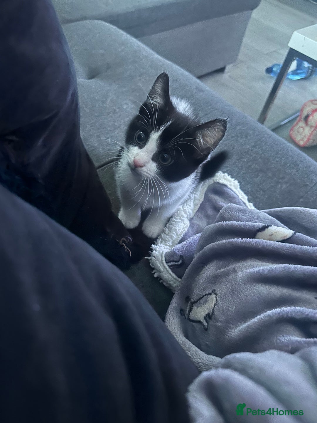 Mixed Breed cats for sale: Baby boy kitten for sale - Advert 13