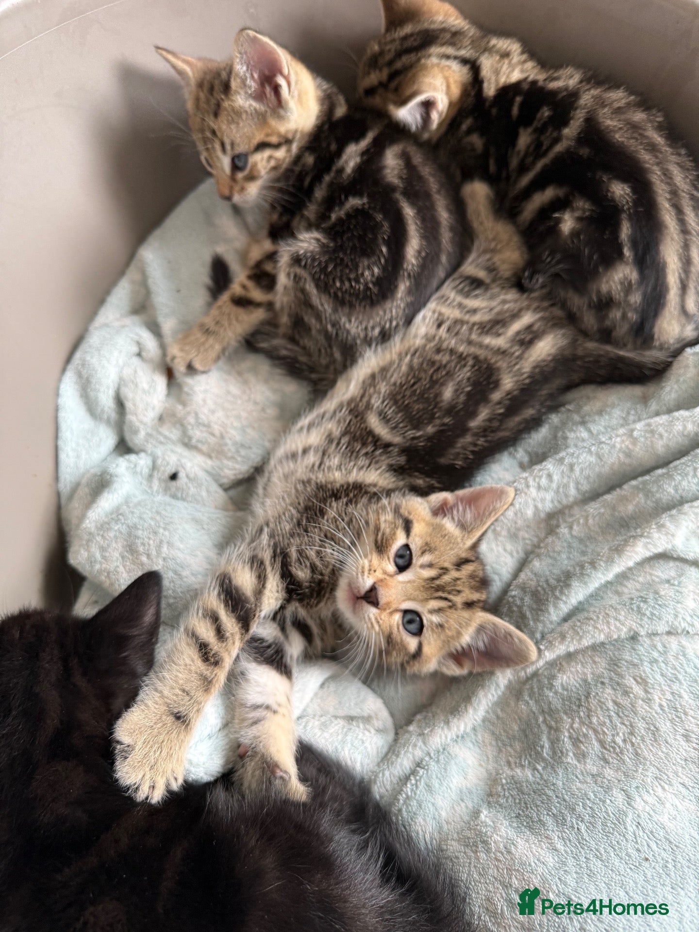 Mixed Breed cats kittens 3 tabby 3 black  - Advert 2
