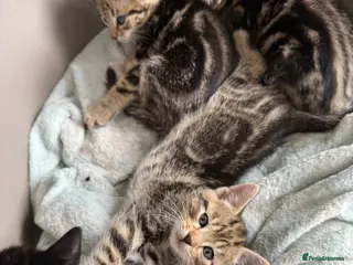 Mixed Breed cats kittens 3 tabby 3 black - Advert 2