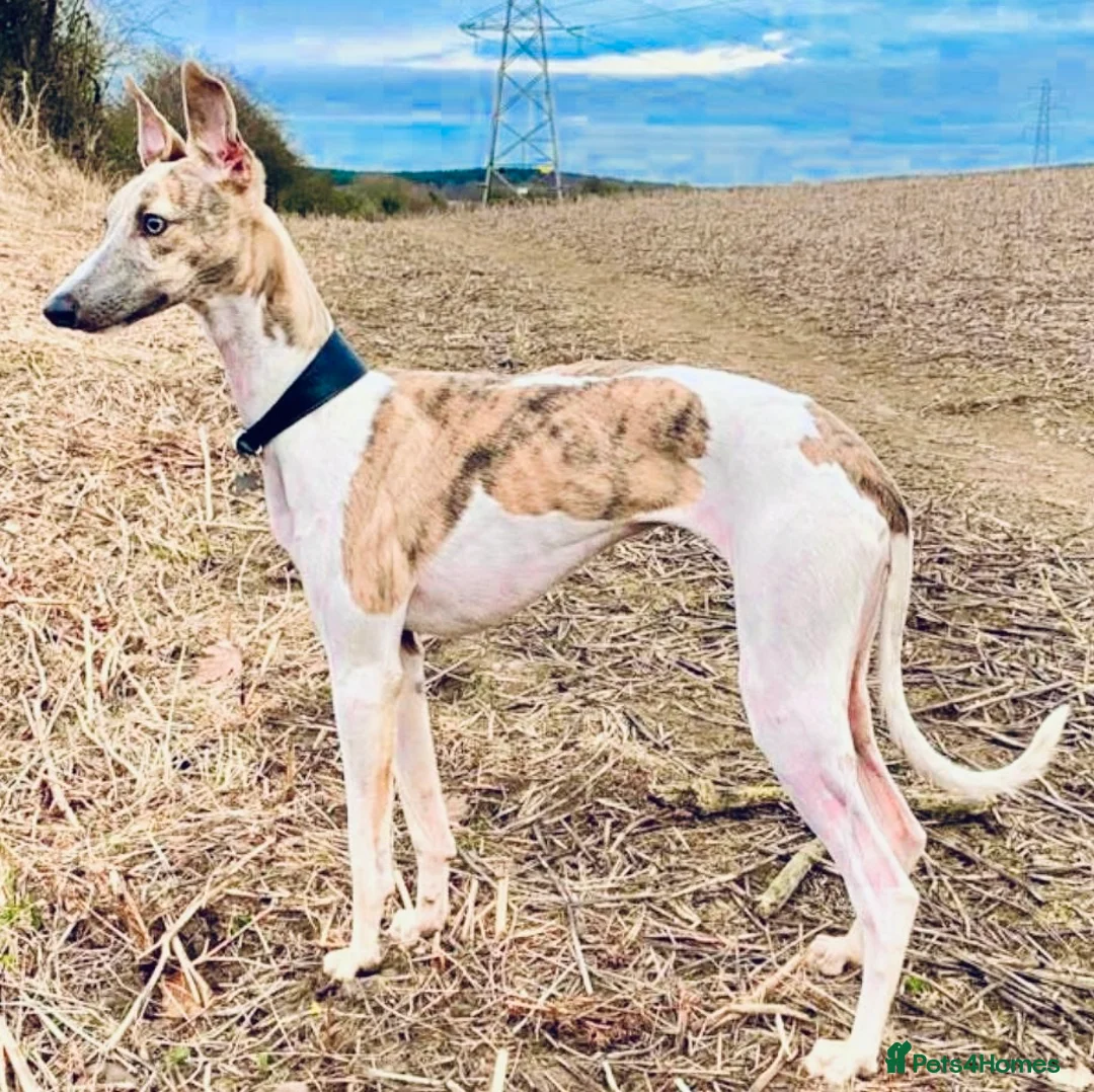 Whippet dogs for sale: Six Stunning Whippet Puppies in Mansfield - Advert 14