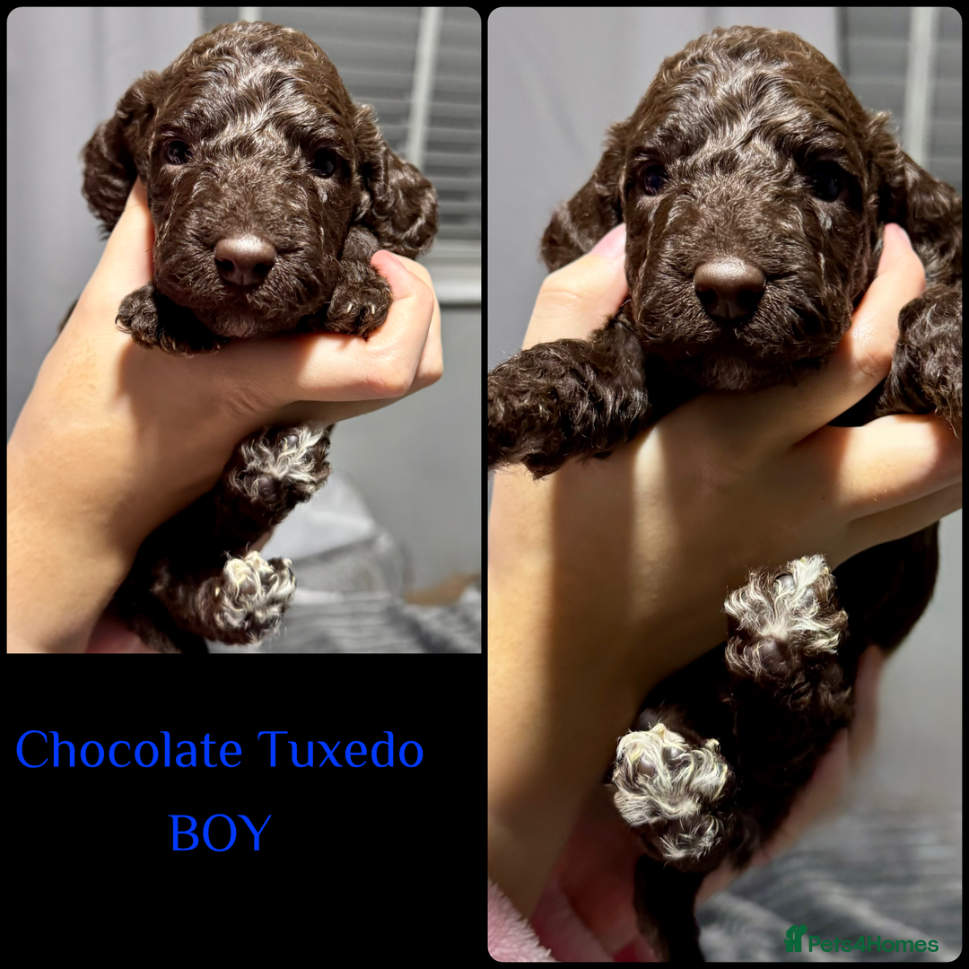 Cockapoo dogs for sale: Stunning F2b Cockapoo FULLY Health tested parents  - Advert 5