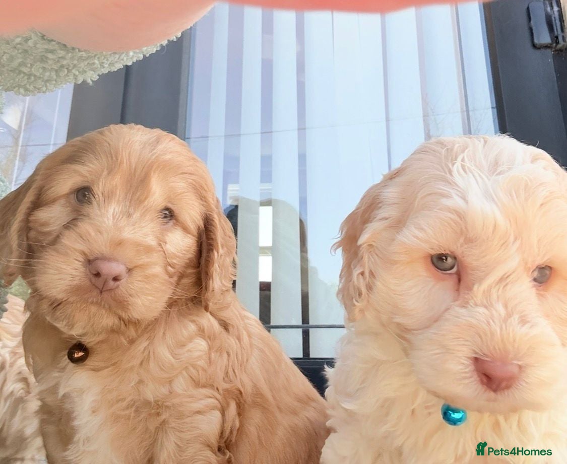 Cockapoo dogs Stunning COCKAPOO F1b - Advert 2