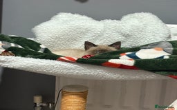 Ragdoll cats for sale: Ragdoll cross  - Advert 4