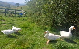 Geese poultry for sale: Beautiful Emden Geese - Image 3