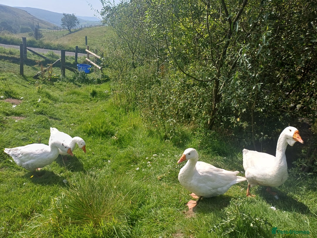 Geese poultry for sale: Beautiful Emden Geese - Image 3