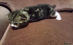 Mixed Breed cats for sale: Four mixed breed British short kittens - Image 32