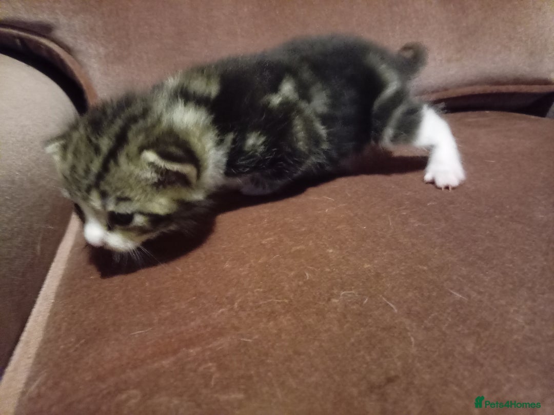 Mixed Breed cats for sale: Four mixed breed British short kittens - Image 32