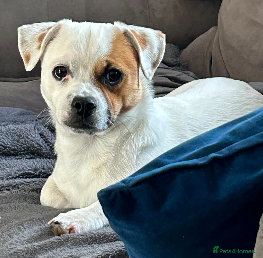 Mixed Breed dogs for sale: Beautiful Jack Russel Boy  in Mexborough - Advert 6
