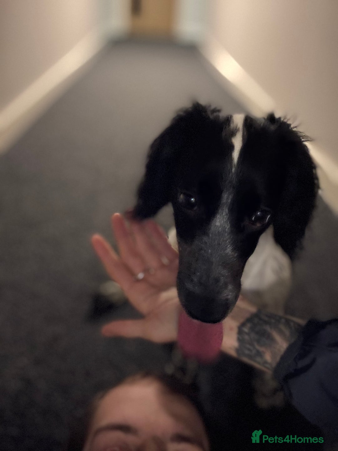 Cocker Spaniel dogs for sale: Luna the Cocker Spaniel - Advert 5