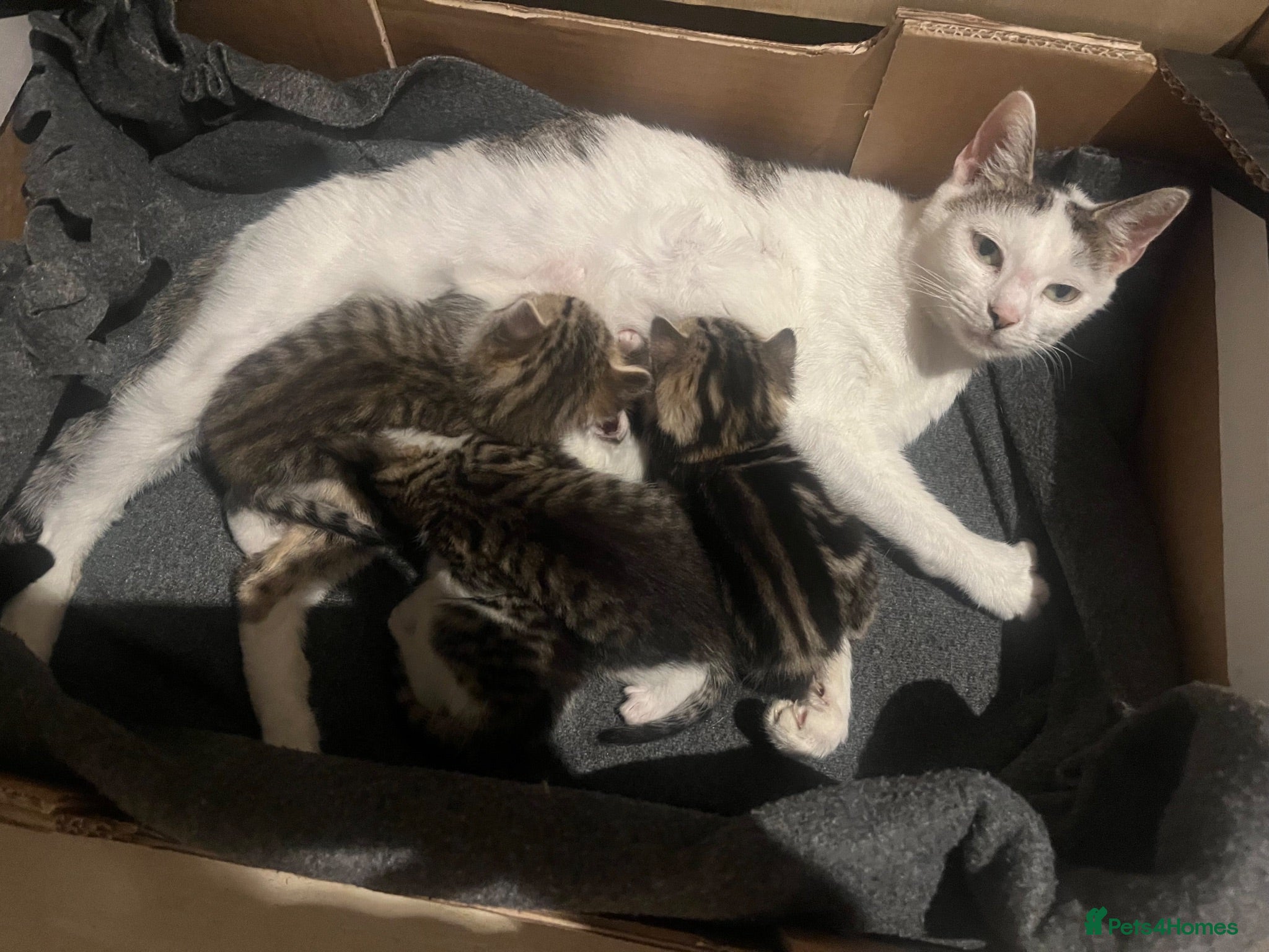 Domestic Shorthair cats 3 adorable kittens looking for their forever home  - Advert 12