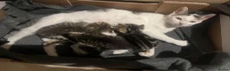 Domestic Shorthair cats for sale: 3 adorable kittens looking for their forever home  - Advert 1